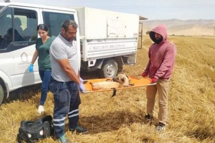 Buğday tarlasında ayakları kesilen k&ouml;pek tedavi altına alındı