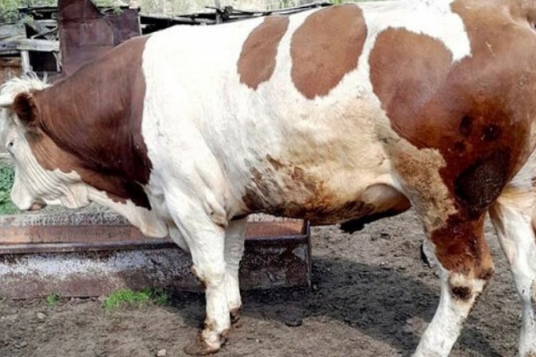 İzmir'de yeğeninin d&uuml;ğ&uuml;n&uuml;ne gelen adam boğanın saldırısına uğradı!