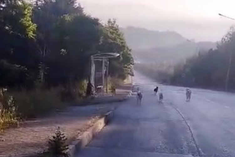 Bursa'da k&ouml;pek &ccedil;etesi tarafından saldırıya uğradı!