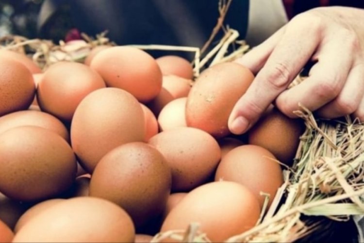 T&uuml;rkiye Sudan'dan tonlarca tarım &uuml;r&uuml;n&uuml; ve canlı hayvan ile hayvansal gıda ithal edecek