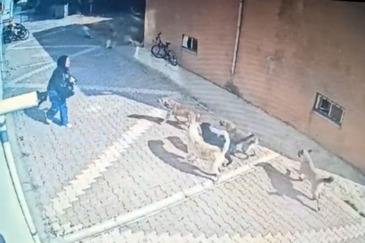 Konya'da lise &ouml;ğrencisi başıboş k&ouml;peklerin saldırısına uğradı