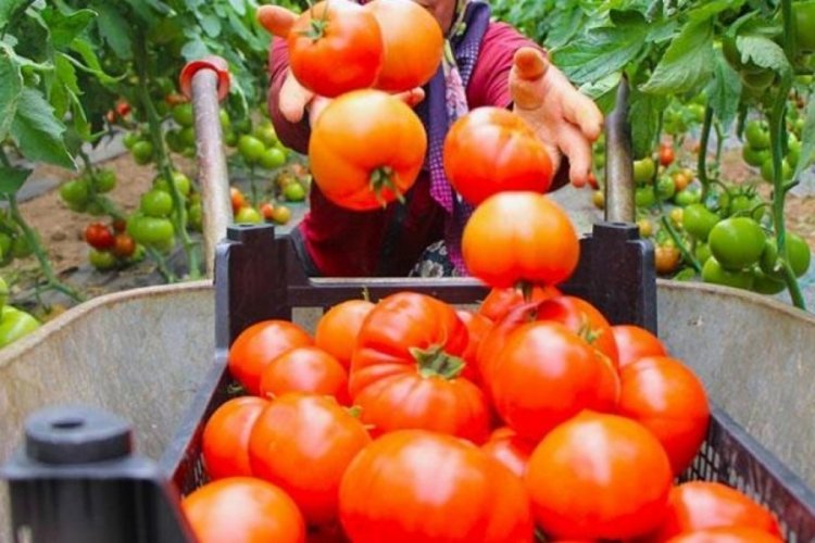 Domates hasadı başladı, 100 bin ton rekolte bekleniyor