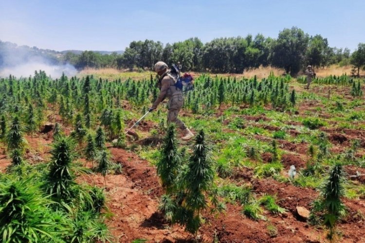 Diyarbakır'da 113 bin k&ouml;k kenevir ele ge&ccedil;irildi
