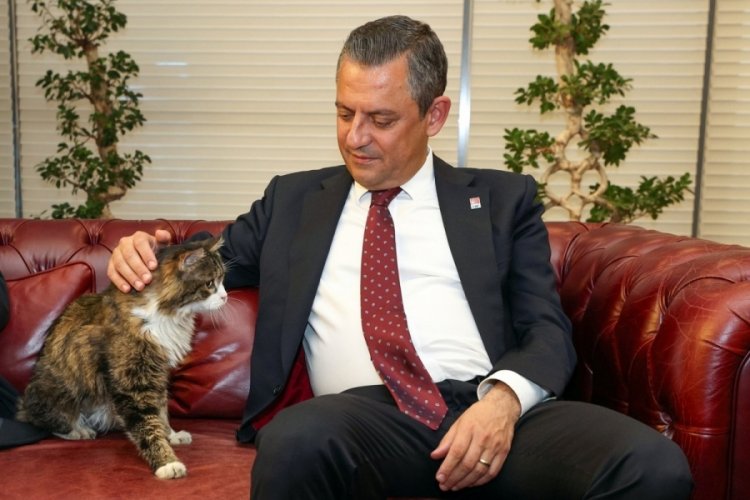CHP'nin kedisi 'Şero' taburcu edildi