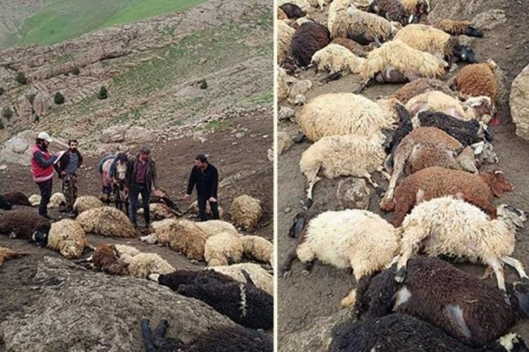 Van'da feci olay! 100 koyun telef oldu
