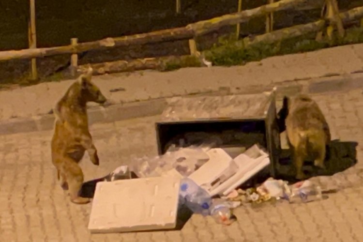 Kars'ta çöp konteynerinde yiyecek arayan boz ayılar kamerada 