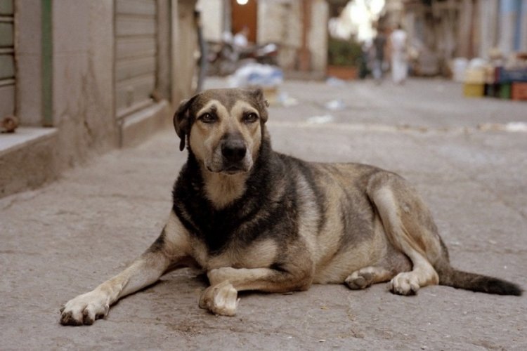 Taslağın detayları ortaya çıktı: Sokak köpekleri düzenlemesinde neler var?