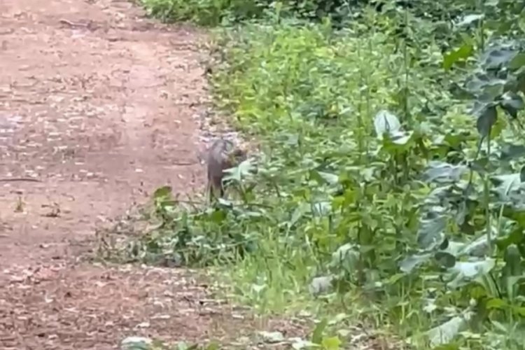 Zonguldak'ta ormanlık alanda gezintiye &ccedil;ıkan yaban kedisi kameralara yansıdı