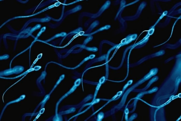 Sperm sayısını etkiliyor! İnsan ve köpek testislerinde...