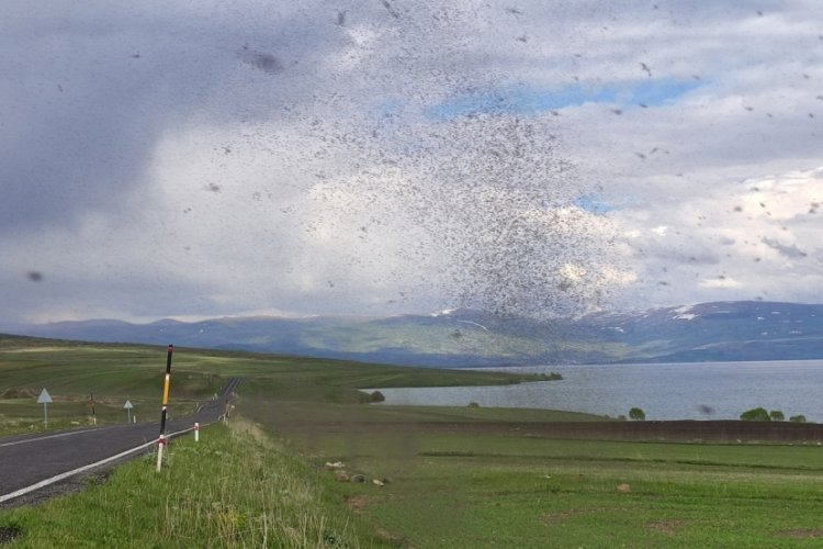 Ardahan'da korku filmini aratmayan g&ouml;r&uuml;nt&uuml;ler! '&Ccedil;ıldır G&ouml;l&uuml;' milyonlarca 'g&ouml;l sineğin' istilasına uğradı