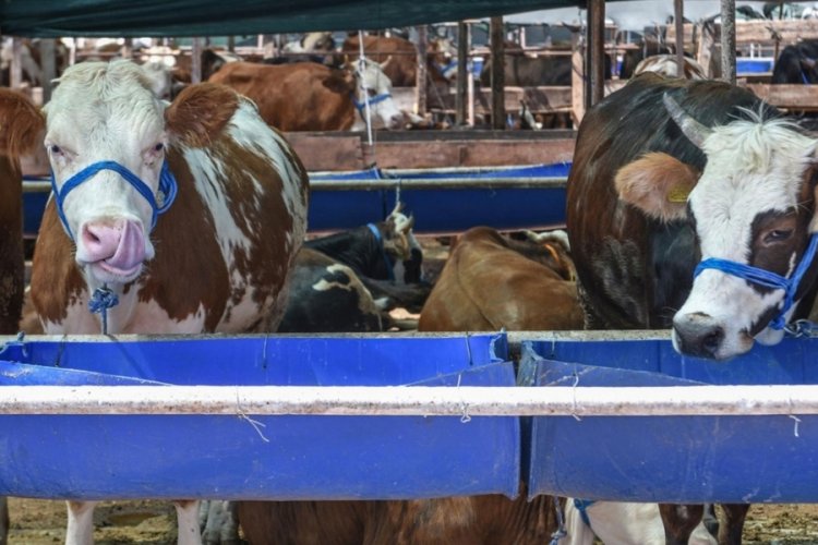 Yeterli sayıda kurbanlık yok mu? Türkiye Kasaplar Federasyonundan açıklama