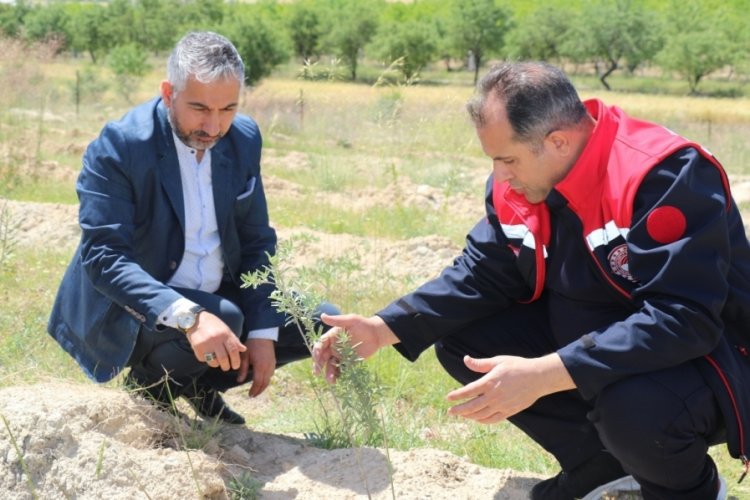 Elazığ'da toprakla buluşan 'Amerikan Tuz &Ccedil;alısı' verimliliğiyle merah ıslağı başarılı oldu