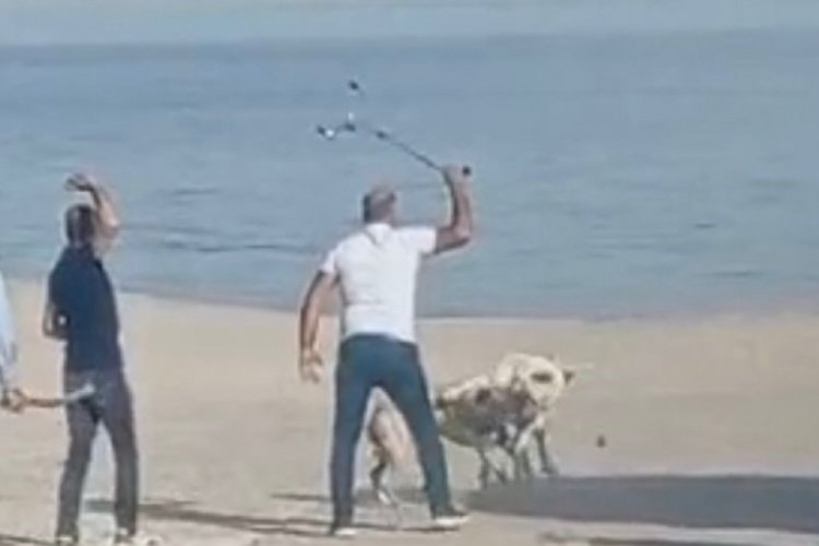 K&ouml;peklerin kavgasını vatandaşlar sopa ile ayırdı