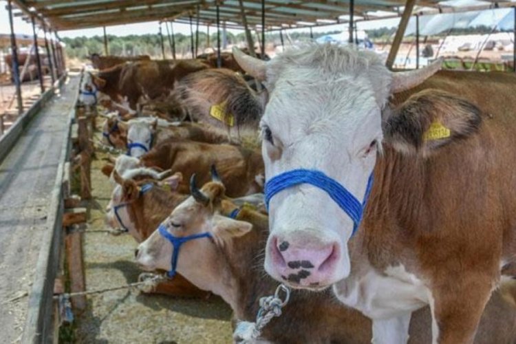 Kasaplar Federasyonu Başkanı uyardı: Spek&uuml;lat&ouml;rlere inanmayın