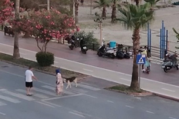 Antalya'da duygusal anlar! Yaya ge&ccedil;idinde korkan k&ouml;pek kameraya yansıdı