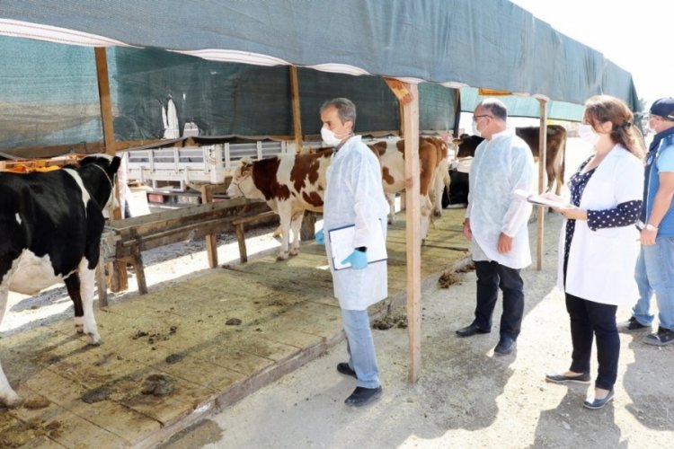 Mudanya'da hayvan pazarının yeri değişti