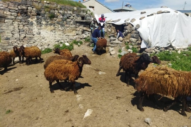 Ağrı'da &ccedil;ift&ccedil;ilere hibe desteği nefes aldırdı