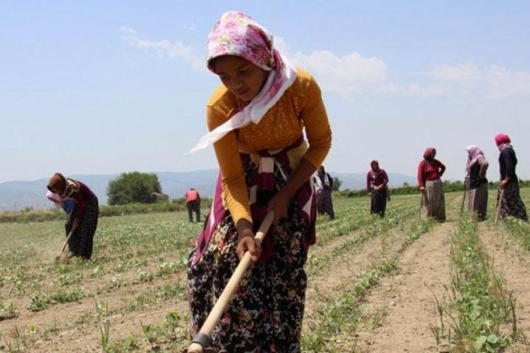 Aydın'da pamuk &ccedil;apalama yevmiyelerini g&ouml;r&uuml;ş&uuml;ld&uuml;! Yevmiyeler belirlendi