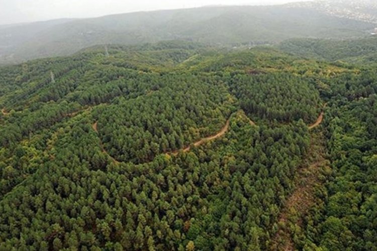 Yangın tedbirleri başladı: Muğla'da bazı b&ouml;lgelerde ormanlık alanlara giriş yasaklandı