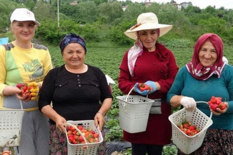 Ordu'da &ccedil;ileğin hasadına başlandı