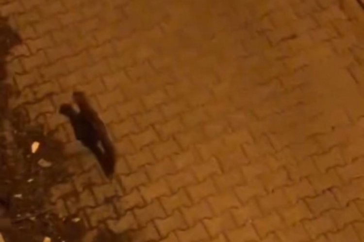Şanlıurfa'da şehir merkezinde nesli t&uuml;kenmekte olan porsuk g&ouml;r&uuml;ld&uuml;!