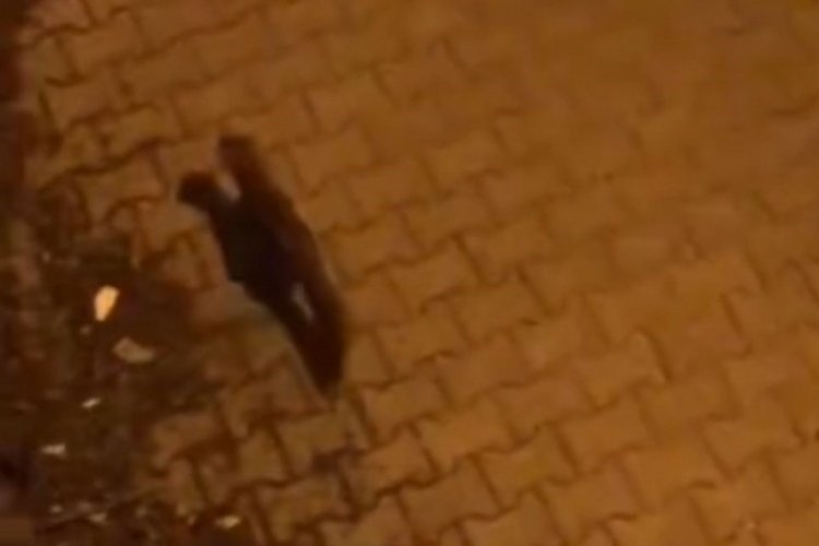 Şanlıurfa'da yiyecek arayan porsuk vatandaşlar tarafından g&ouml;r&uuml;nt&uuml;lendi