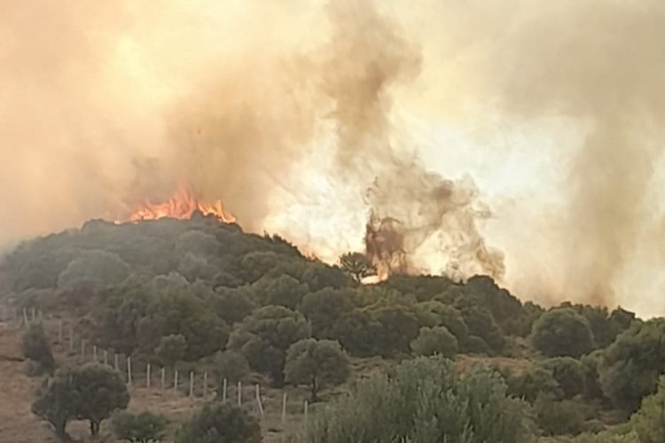 İzmir'de zeytinlik alanda çıkan yangın panik yaşattı