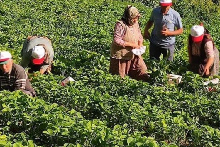 Denizli'de &ccedil;ilek &uuml;reticileri d&uuml;şen fiyatlara tepki g&ouml;sterdi