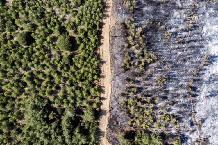 Manisa'da ormanlara piknik yasağı geldi