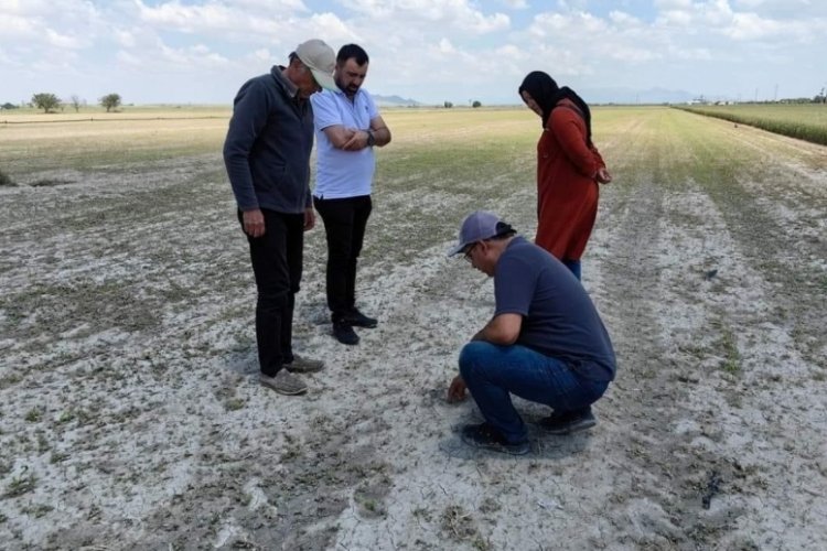 Konya'da tarım arazilerinde hasar tespit çalışmaları aralıksız sürüyor