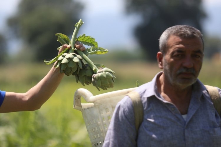 Coğrafi tescilli Hasanağa enginarında rekolte yarıya d&uuml;şt&uuml;