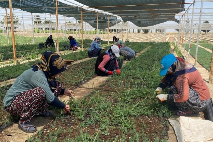 Adıyaman'da geleceğe yatırım 'Ormanlık alanlar b&uuml;y&uuml;yor'