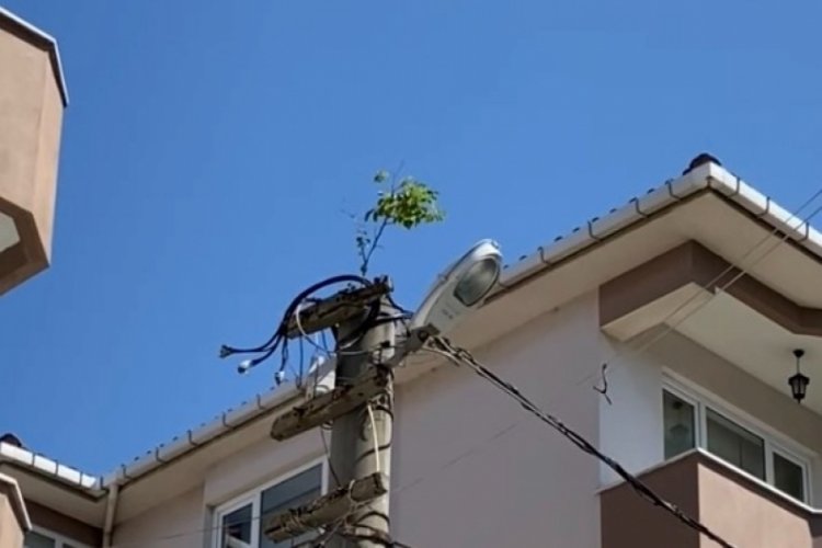 Doğa bir kez daha hayrete d&uuml;ş&uuml;rd&uuml;: Elektrik direğinin tepesinde ağa&ccedil; filizlendi
