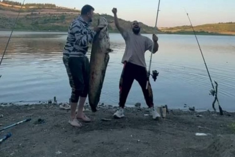 Bursa'da iki arkadaş 165 santimetrelik balık tuttu