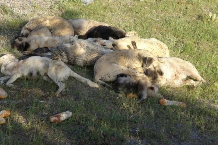 Yozgat'ta 20'den fazla k&ouml;pek &ouml;l&uuml; olarak bulundu
