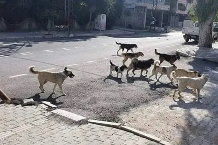 Tarım Bakanlığı'ndan başıboş k&ouml;pek sorunu i&ccedil;in yeni form&uuml;l: Mobil kısırlaştırma