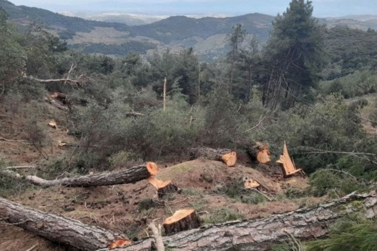 Giresun'da feci &ouml;l&uuml;m