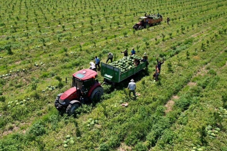 Adana'da karpuz fiyatları 7 liraya d&uuml;şt&uuml;