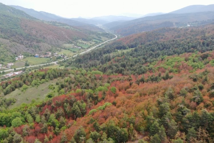 Kastamonu'da kahverengiye b&uuml;r&uuml;nen ormanlarla ilgili kritik detay
