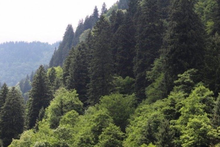Balıkesir'de ormanlık alanlara giriş ve &ccedil;ıkışlara yasak