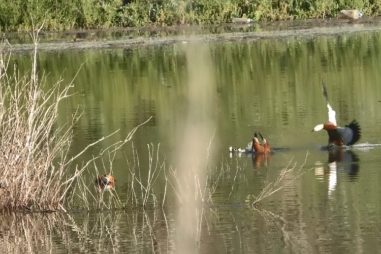 Kars'ta angut kuşları yavrusunu böyle korudu