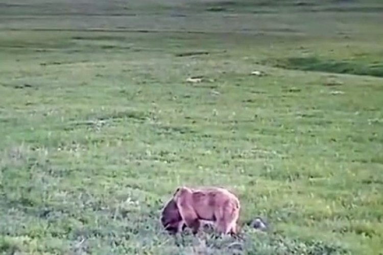 Ardahan'da mera alanında beslenen bozayı kameralara yansıdı