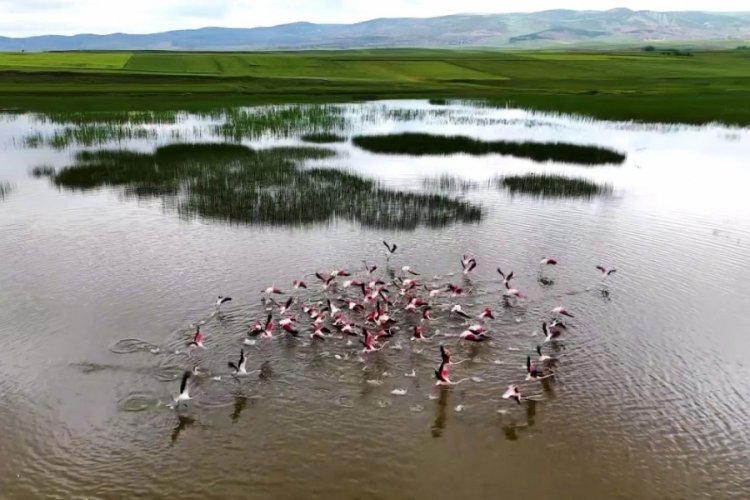 Yozgat'ta turnaların renkli sahneleri havadan g&ouml;r&uuml;nt&uuml;lendi