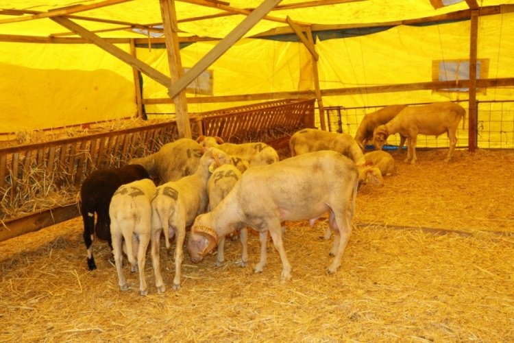 Mudanya kurban pazarı yeni yerinde