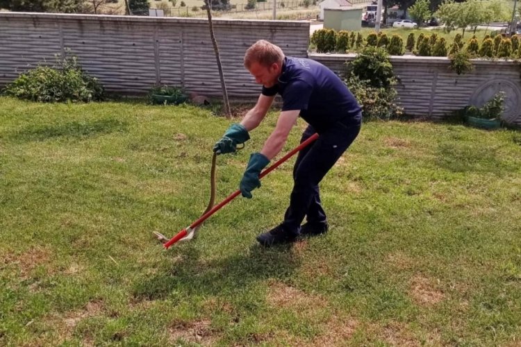 Bolu'da yılan paniği korku dolu anlar yaşattı