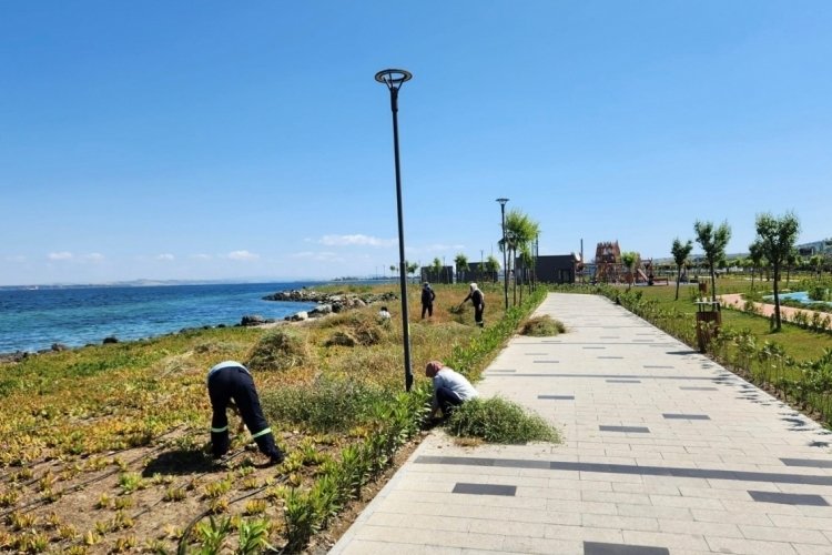 &Ccedil;anakkale'de yabani otlar titizlikle temizleniyor