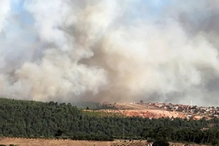 Muğla'da orman yangını!