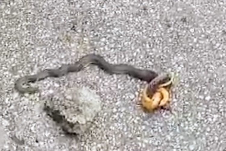 Bilecik'te yaralı yılan korku dolu anlar yaşattı