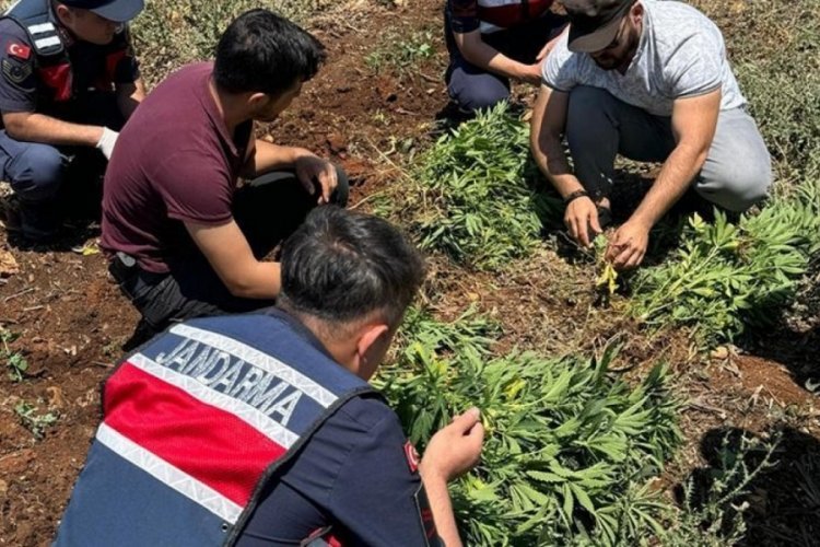 Gaziantep'te 214 k&ouml;k kenevir elege&ccedil;irildi! 2 şahıs g&ouml;zaltına alındı