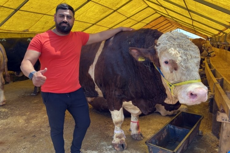 İstanbul'da kurban pazarının en b&uuml;y&uuml;kleri 'Kral' ve Paşa' alıcılarını bekliyor